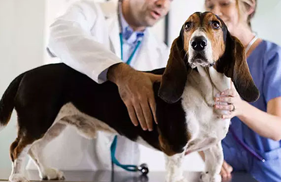 The Vet ID SMART Rabies Tags by Stone Manufacturing and Supply Company in Kansas City Missouri