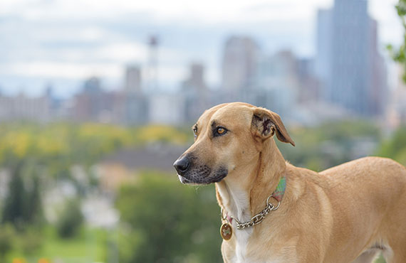 The Vet ID SMART Rabies Tags by Stone Manufacturing and Supply Company in Kansas City Missouri